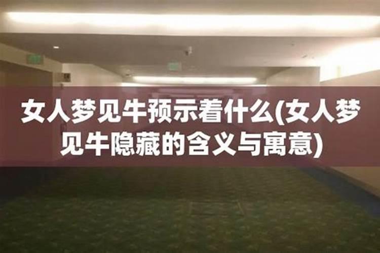 梦见牛是什么意思女人？