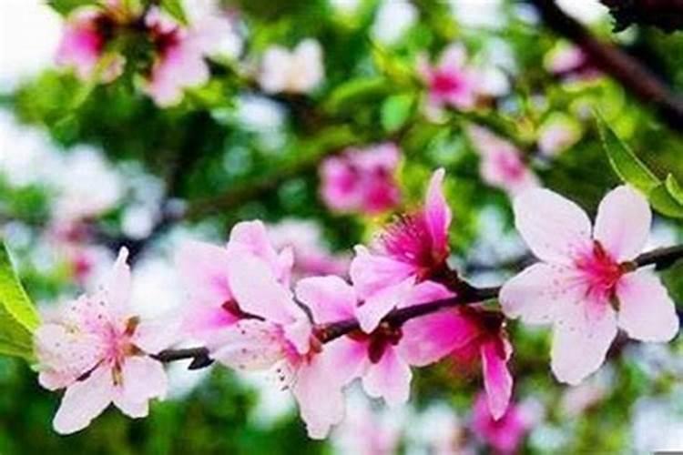 女人桃花运的八字特征有哪些桃花最旺详细解析
