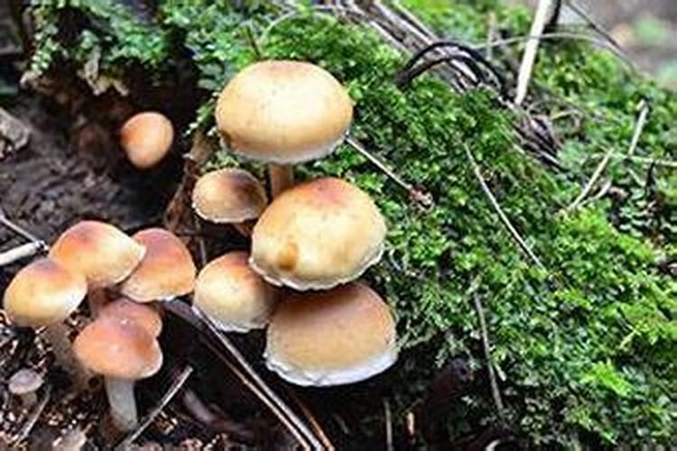 梦见算命先生说我财运好