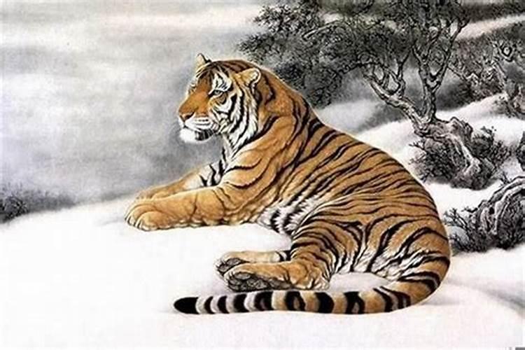 转运竹能赠送吗 转运竹可以赠送吗