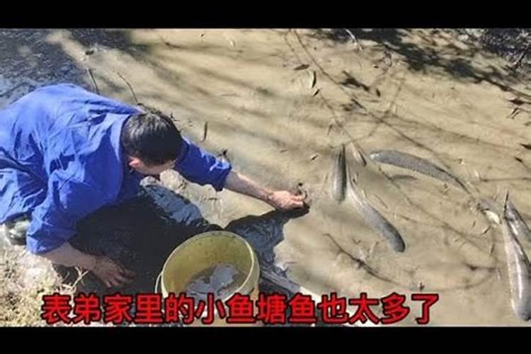 属狗人2025年每月运势及运程详解