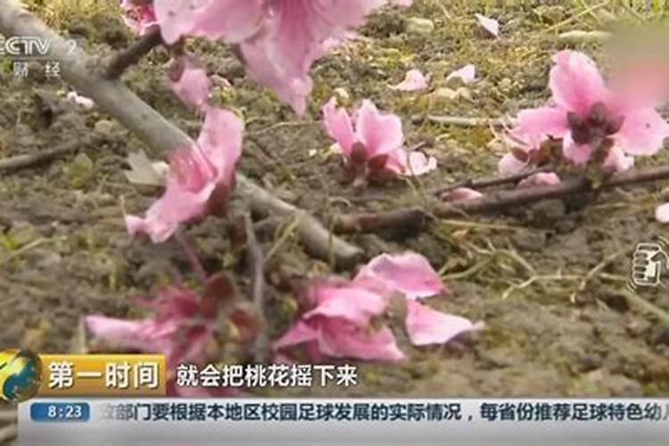 斩桃花是什么意思？？
