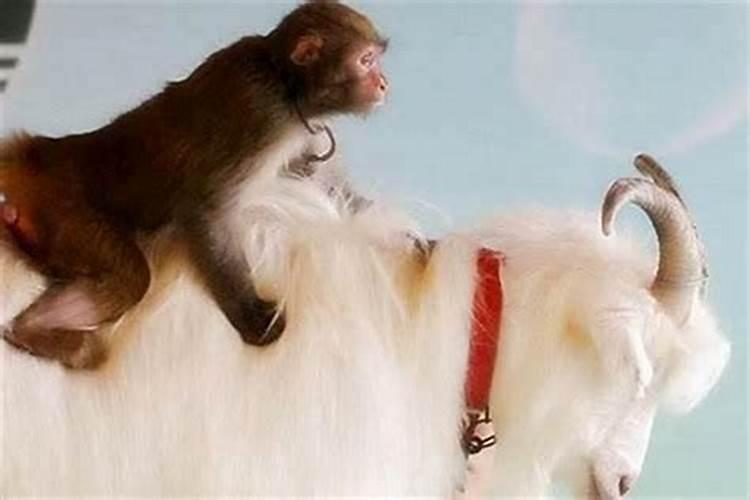 请问属猴男与属猴女的两个人在一起属相相配吗？