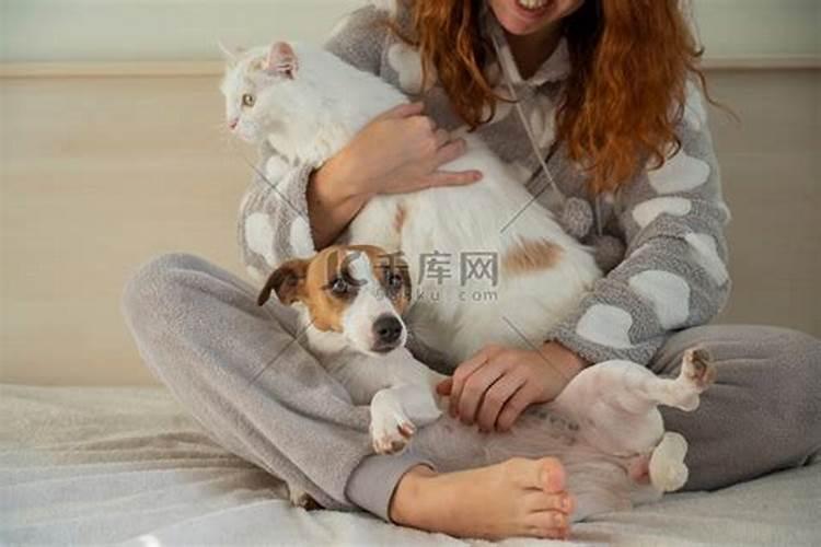 梦见我抱着一只猫和一只狗的预兆