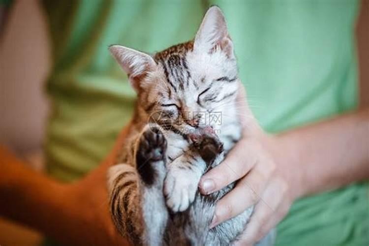 梦见一只手抱着猫一只手抱着狗