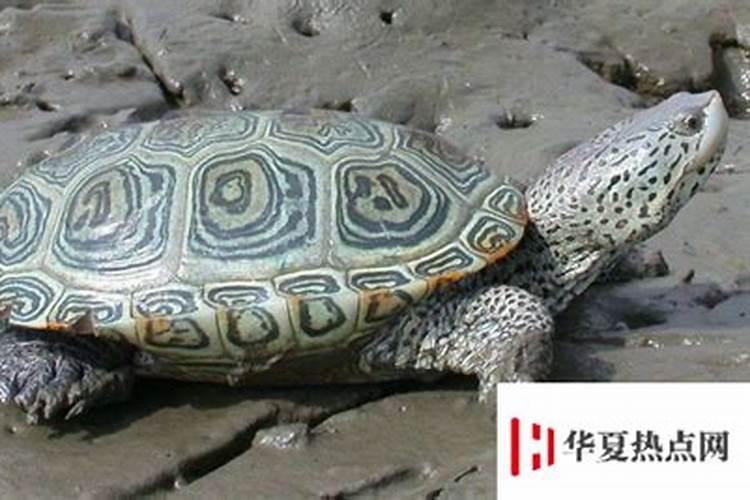 文昌在夫妻宫