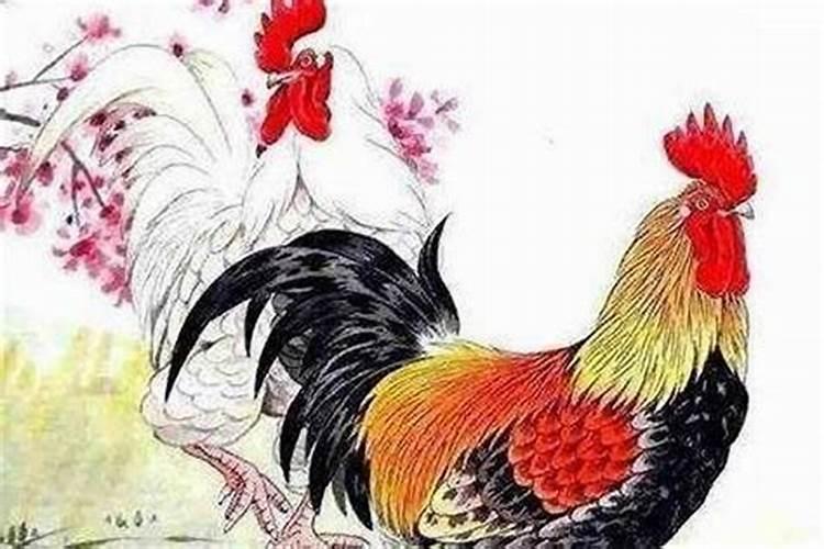 1981属鸡的女人婚姻和命运 81年生肖鸡女晚年享福？