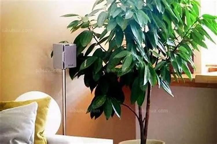 房子旁边种哪些植物风水好 房子旁边种什么植物好风水