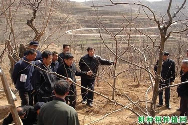 梦见被砍了却没见血的预兆