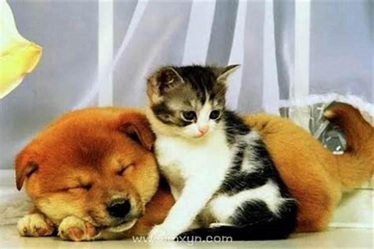 梦见猫生下的是小狗的预兆
