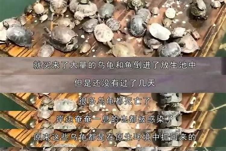 增加运气放生放什么