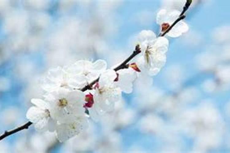 3月3号出生的人的生日花是什么花