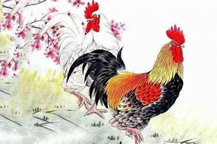 属虎的人和属鸡的人可以结婚吗