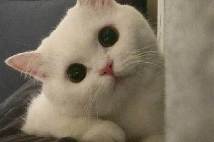 孕妇梦见猫缠着本人甩不掉