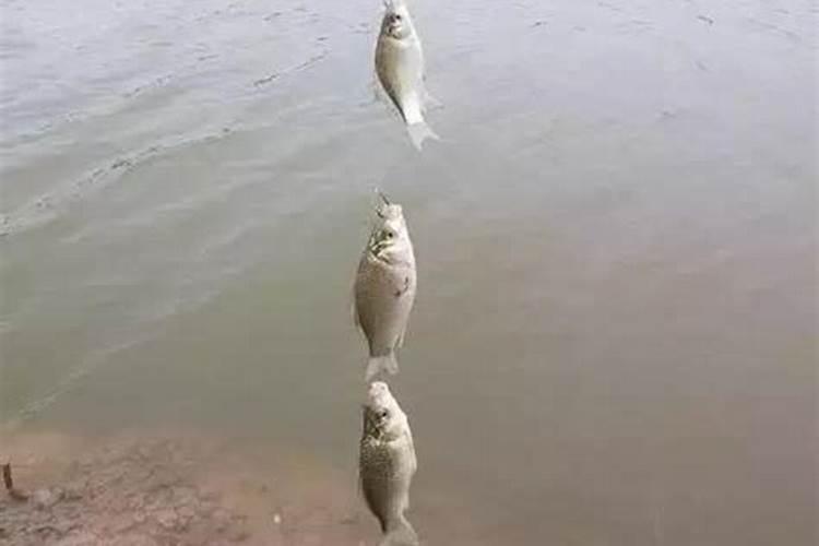 夏至如何钓鲫鱼最好
