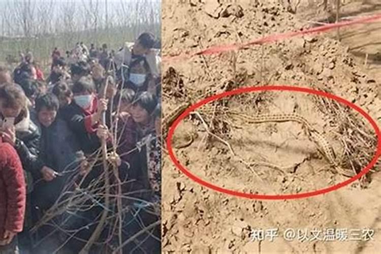 虎年本命年值太岁要佩戴什么化解,害太岁如何化解