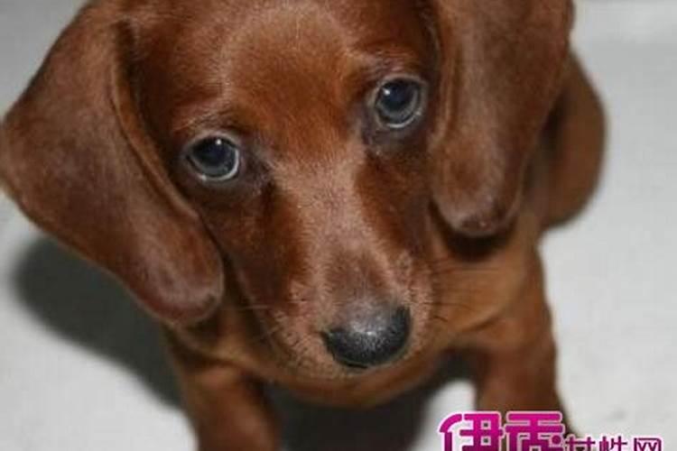 孕妇梦见被黑狗咬是什么意思