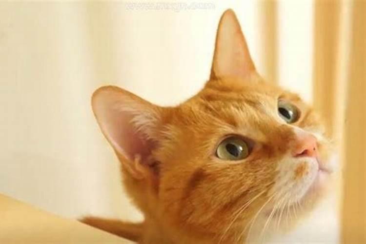 梦见把猫头砍掉了的预兆