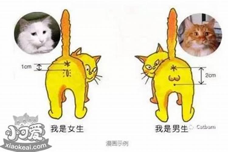 什么八字养猫最旺运