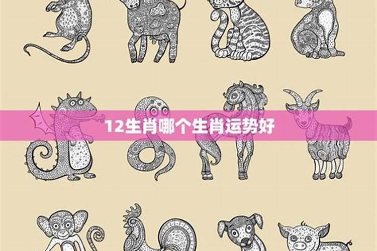 一枝独秀的生肖2025年运势