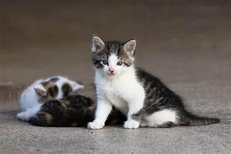 什么属相适合养什么动物、什么属相的人养猫最旺