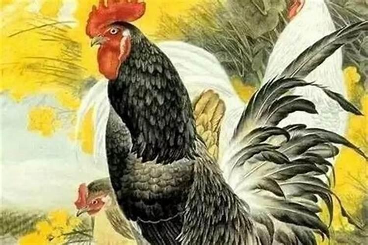 属鸡的几月出生最好