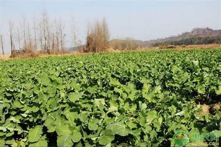 今天立冬还能栽油菜苗吗？