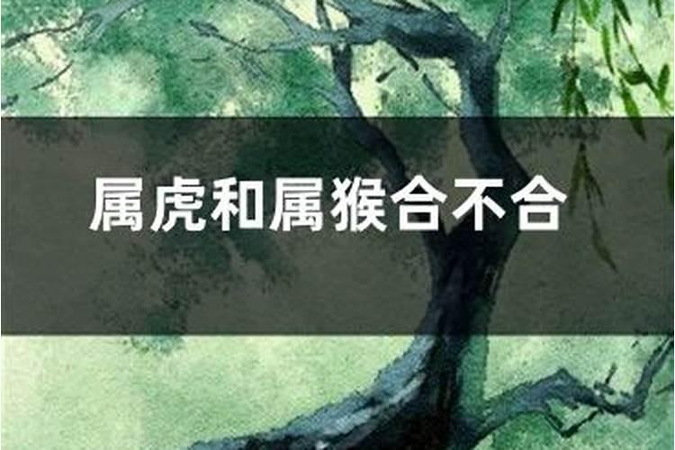 八字配对:属虎和属猴的合吗 可以结婚吗