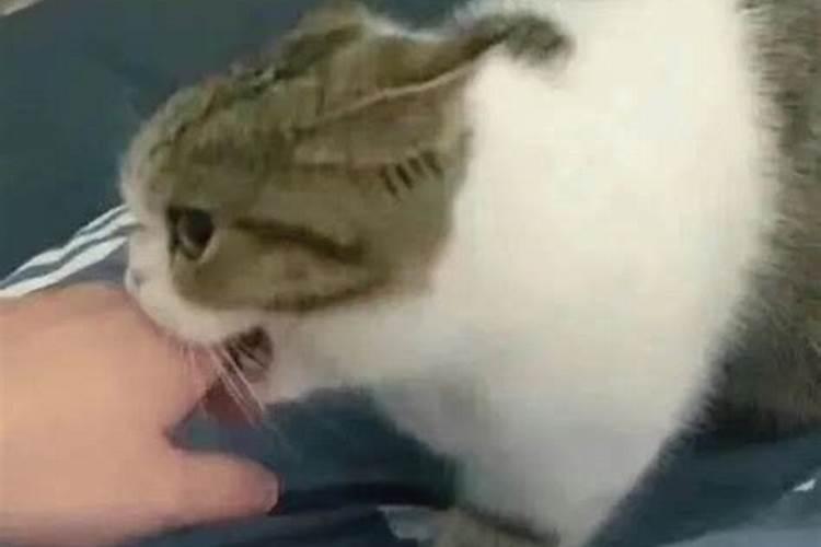 女人梦见猫扑向自己咬是什么意思