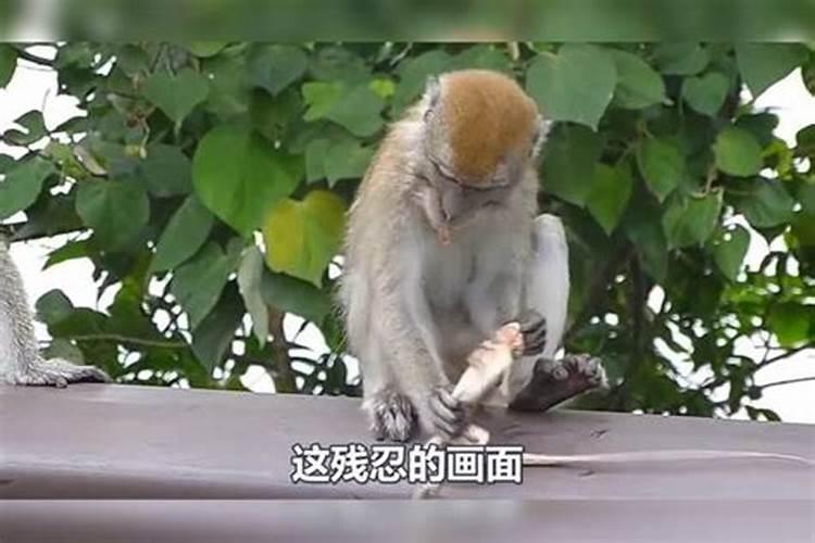 属猴的和什么属相最配 ,女属猴配什么生肖属相最好？