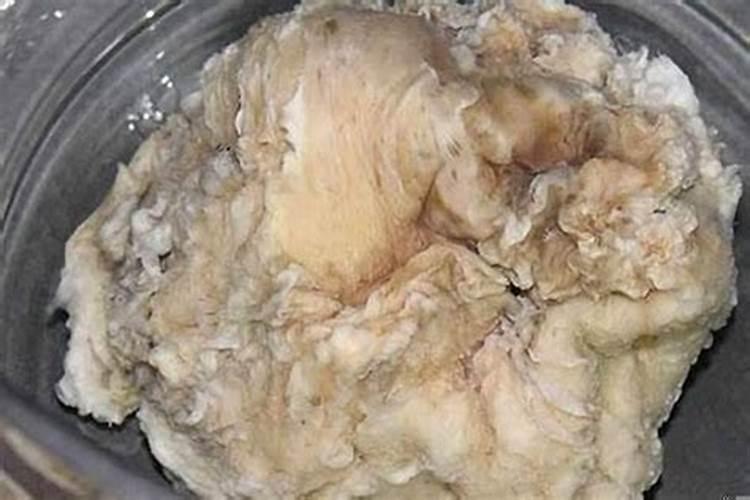 如何食用太岁