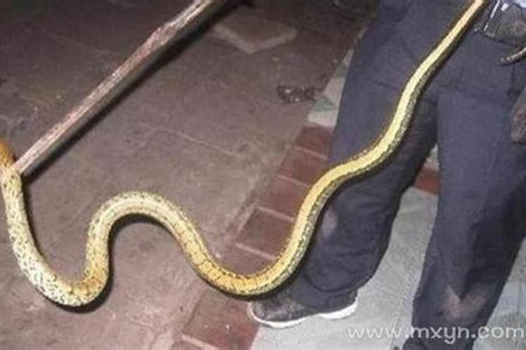 梦见蛇被别人踩死的预兆