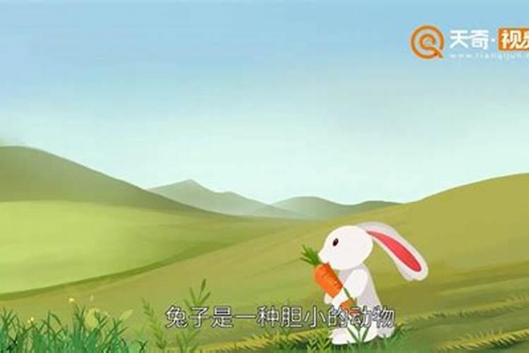 梦见大红兔子的预兆