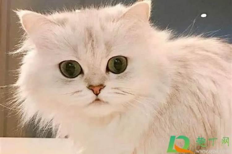 女人梦见猫是什么预兆女人做梦梦到猫什么意思