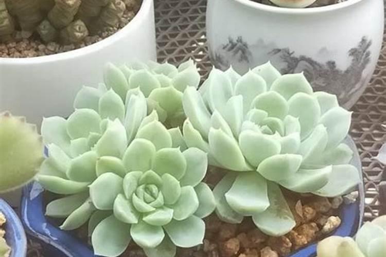 女生采取何种举措可以让自己的运气最旺？
