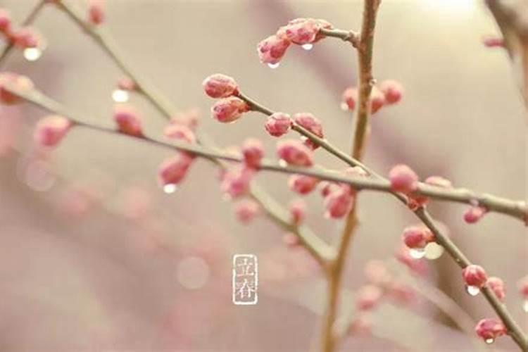 梦见满屋子老鼠是什么意思？