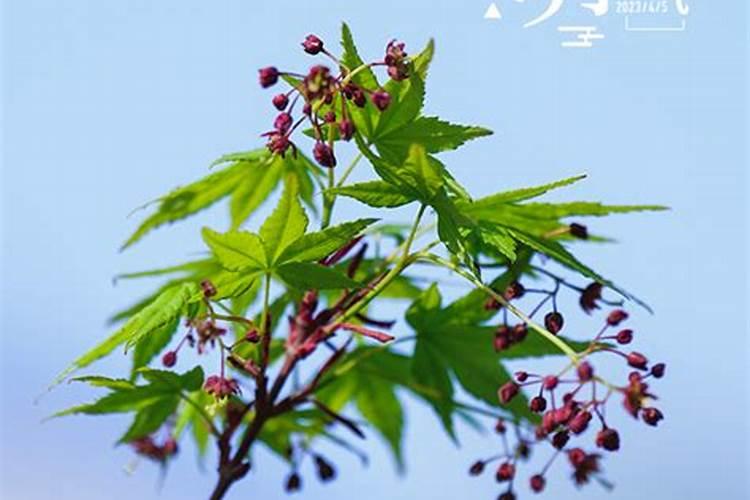 清明节在冬至后的第几天