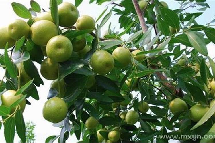《醉花阴》这首诗的意思是什么？