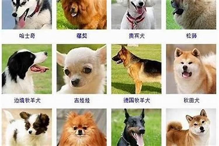 立冬出生的狗狗怎么取名
