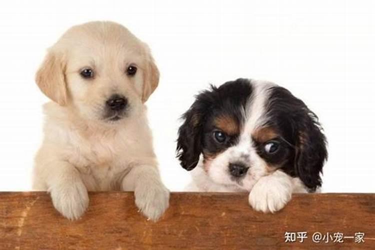 公柴犬起什么名字好？