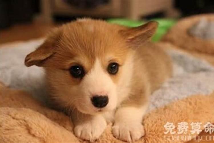 属狗人出生月的命运属狗每个月出生详解