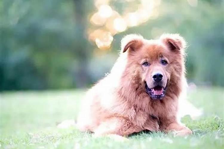 孕妇梦到小黑狗是什么意思