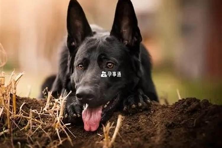 孕妇梦见小黑狗的胎梦有何含义