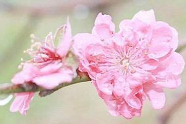怎么查自己的大运流年,八字神煞详解
