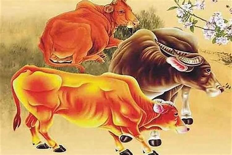 属牛和属虎的属相和吗