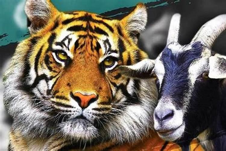 生肖猴1980年2025年运势如何 生肖猴1980年2025年全年运势
