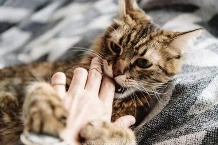 梦到猫咬我手是怎么回事