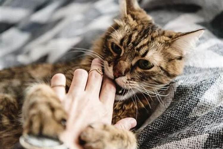 梦到猫咬我的手是什么意思 梦到猫咬我的手的含义