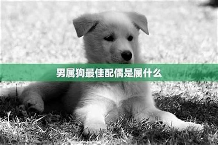 狗女和什么属相最配婚姻好