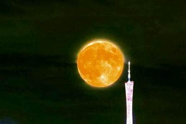 1991年腊八节出生的,属什么啊？